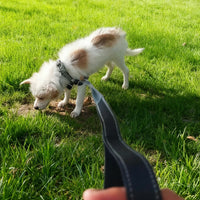 Outdoor Walking Long Strap Pet Lead Rope Labrador Traction Lanyard Belt