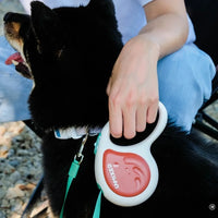 Pet Training Leash 3m Automatic Retractable Outdoor Walking Leash