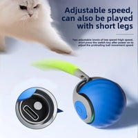Free Shipment Interactive Indoor Training Pet Toy