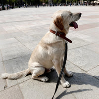 Outdoor Walking Long Strap Pet  Lead Rope Labrador Traction Lanyard Belt